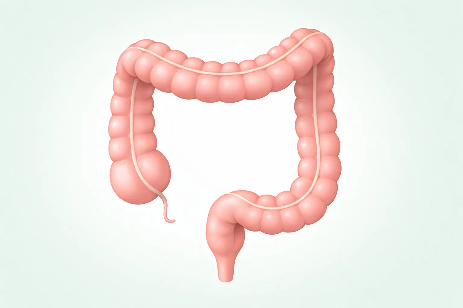 Colon iritabil poze — ilustrație anatomică a colonului și intestinului gros